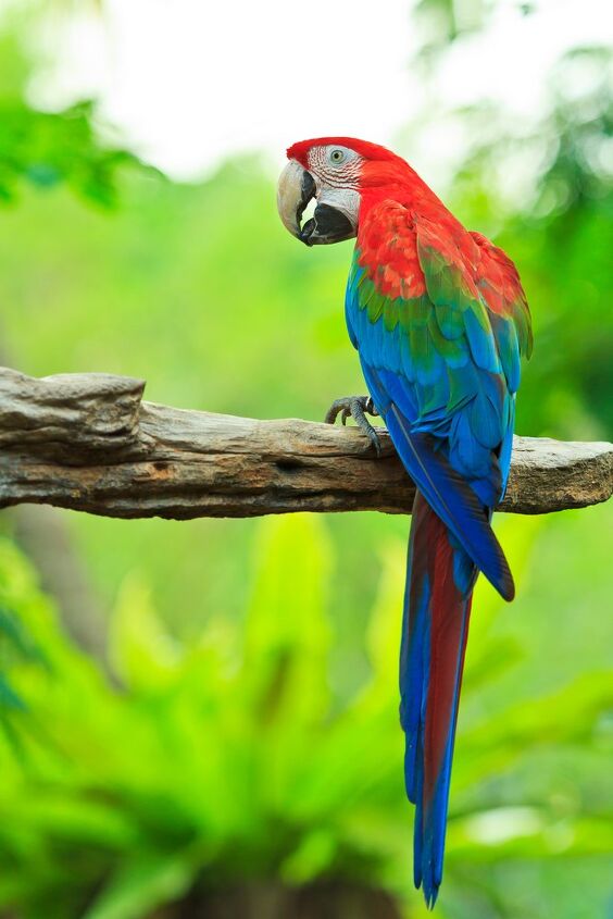 green winged macaw