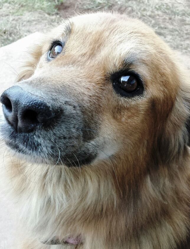 golden chow box