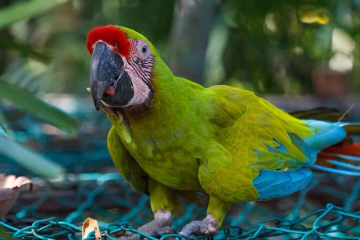 red fronted macaw