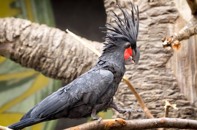 palm cockatoo