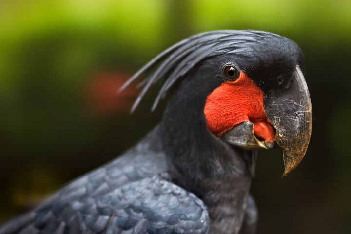 palm cockatoo