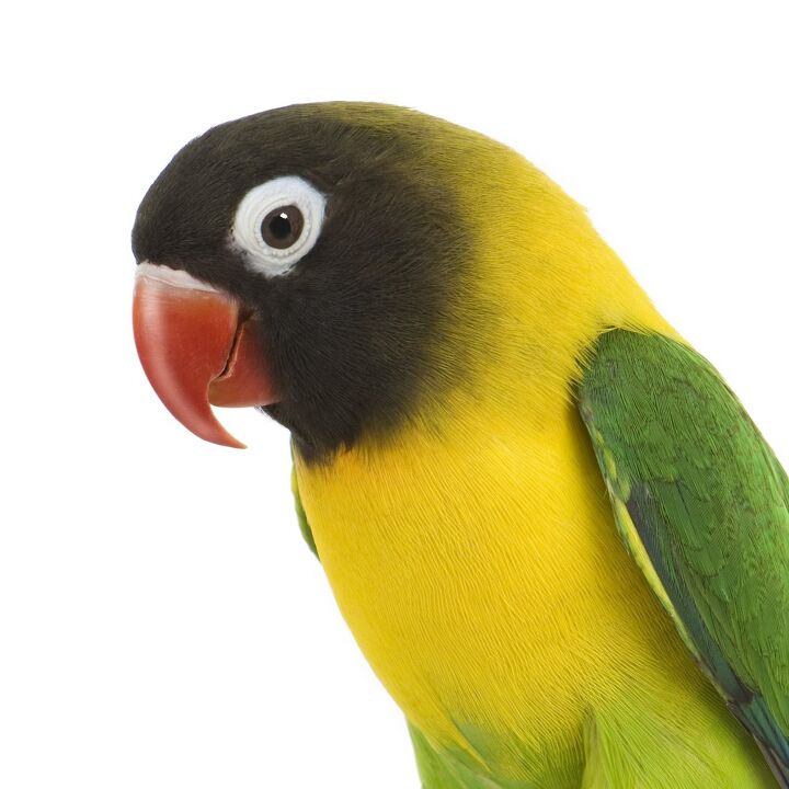 masked lovebird