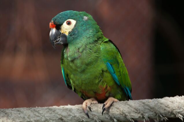 illigers macaw