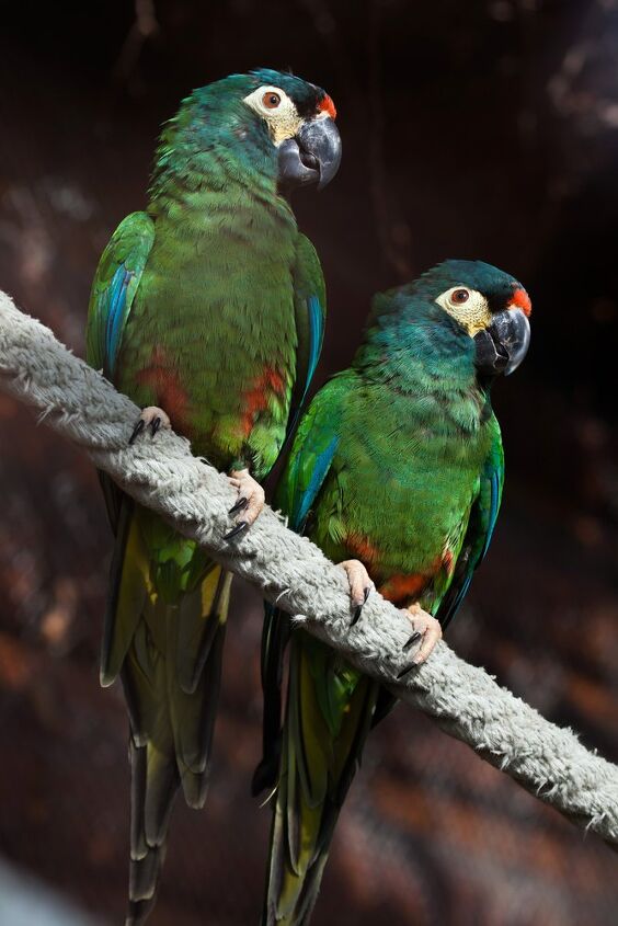 illigers macaw