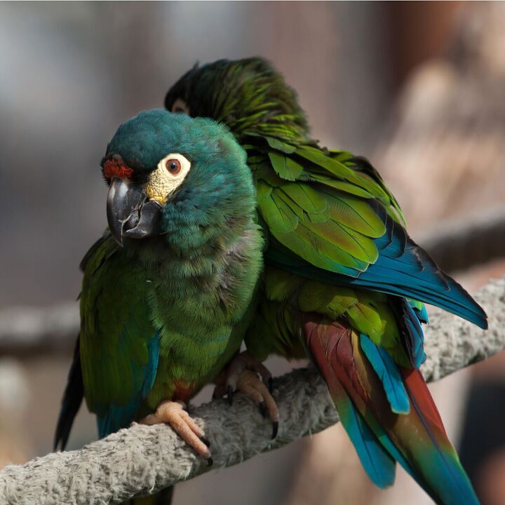 illigers macaw