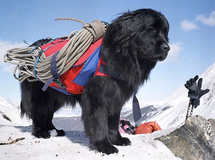 moscow water dog