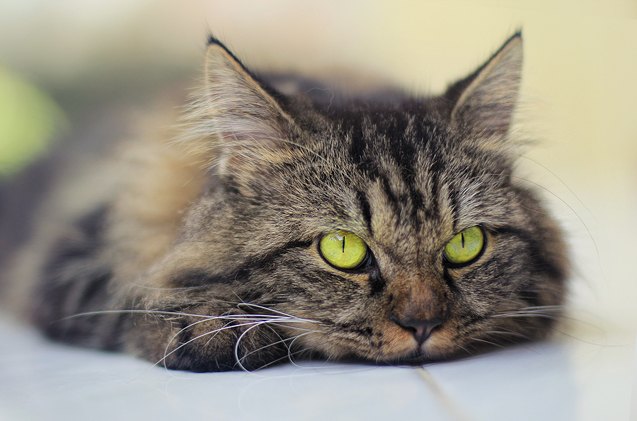 a brief guide to feline calicivirus