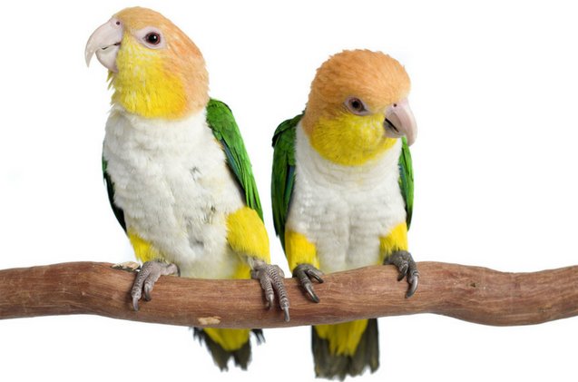 white bellied caique