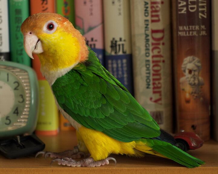 white bellied caique