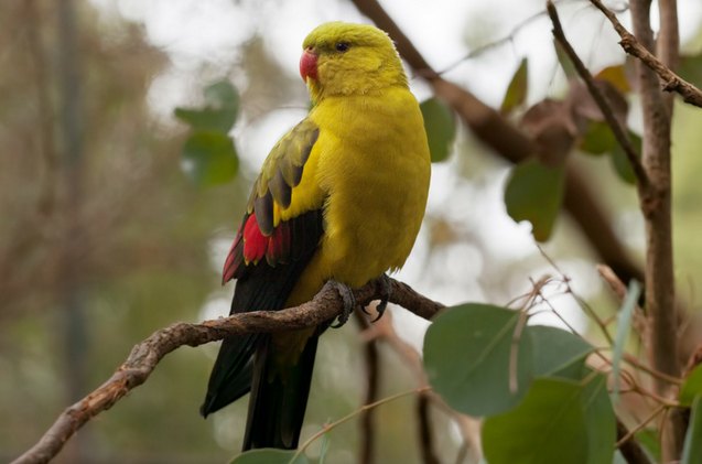 regent parakeet