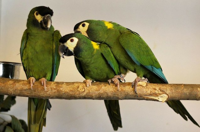 golden collared macaw