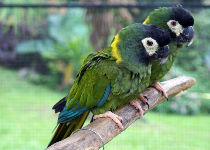 golden collared macaw