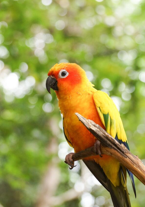 jenday conure