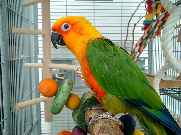 jenday conure