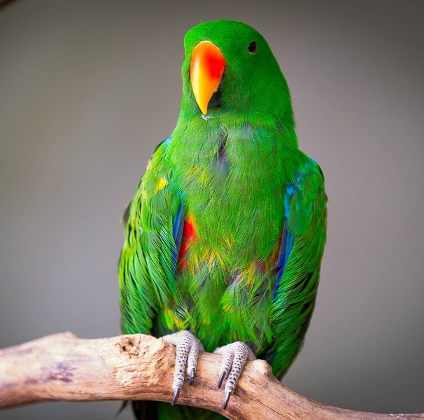 eclectus parrot