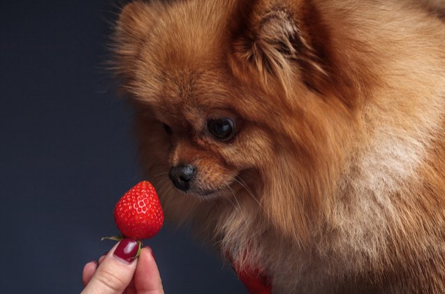 can dogs eat strawberries