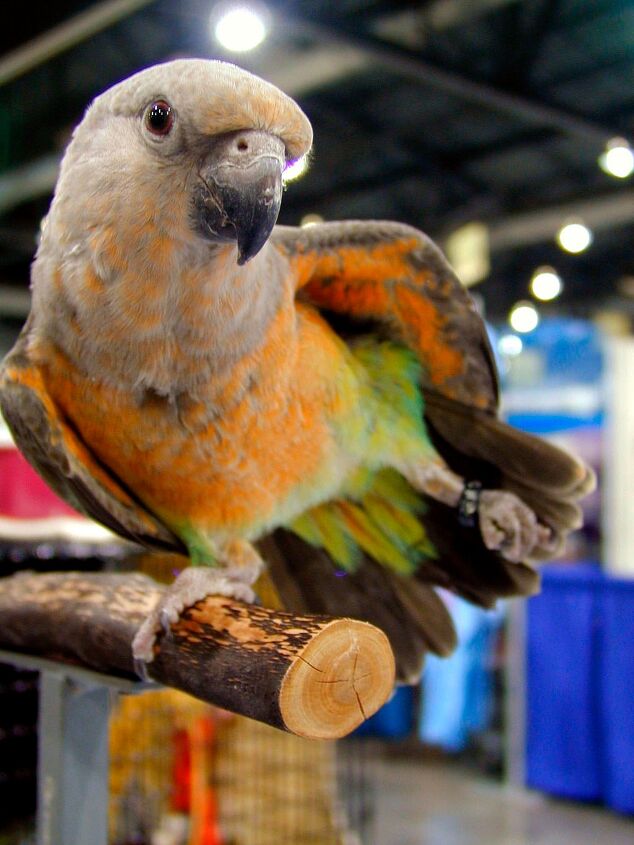 red bellied parrot