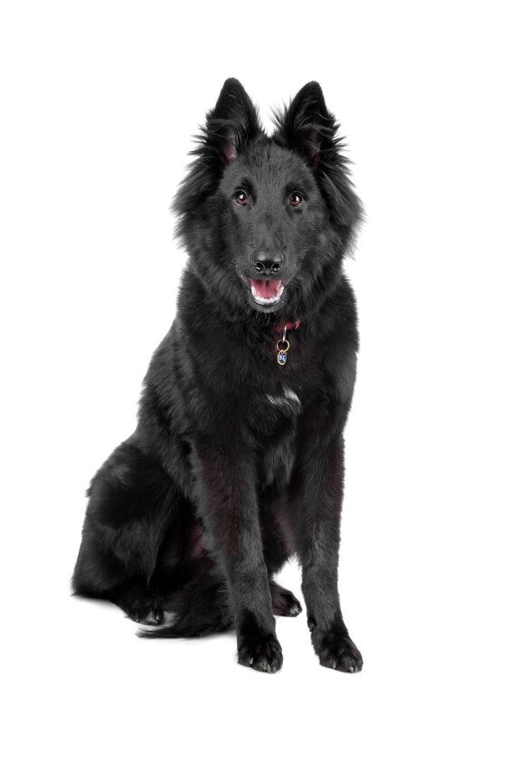 belgian shepherd