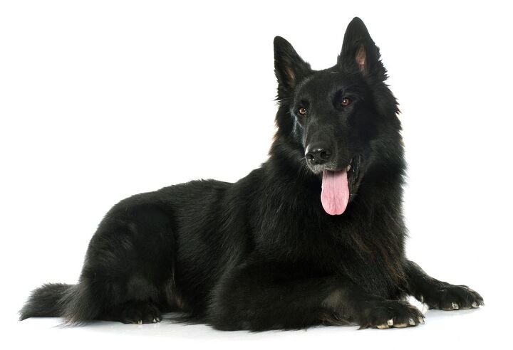 belgian shepherd