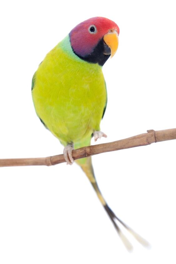 plum headed parakeet