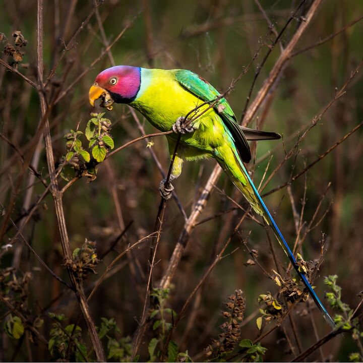 plum headed parakeet