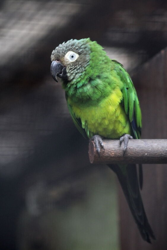 dusky headed conure