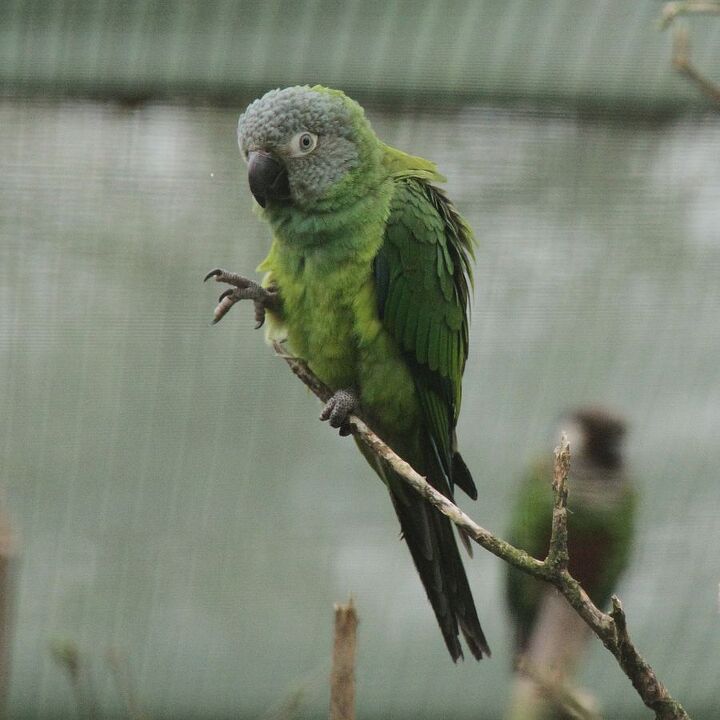 dusky headed conure