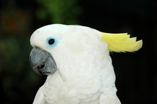 blue eyed cockatoo