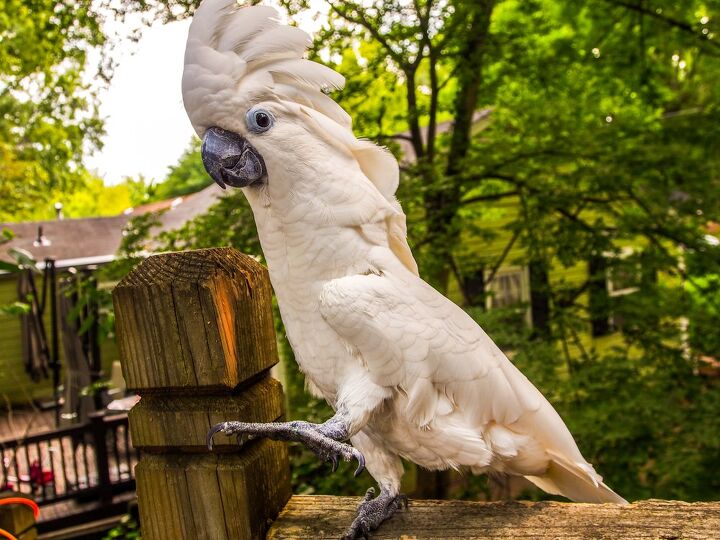 blue eyed cockatoo