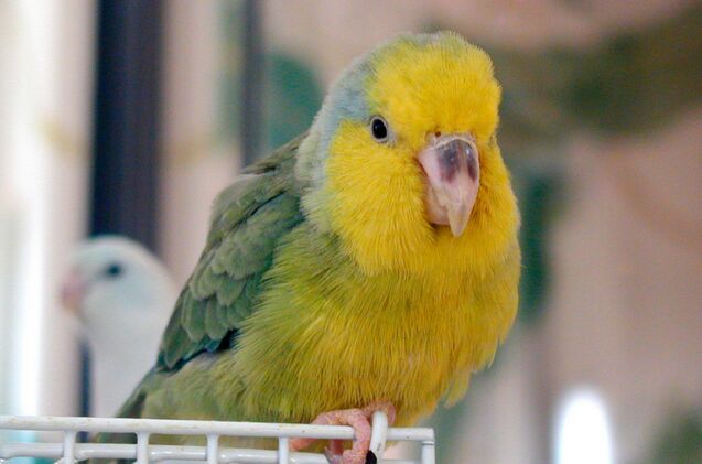 yellow faced parrotlet