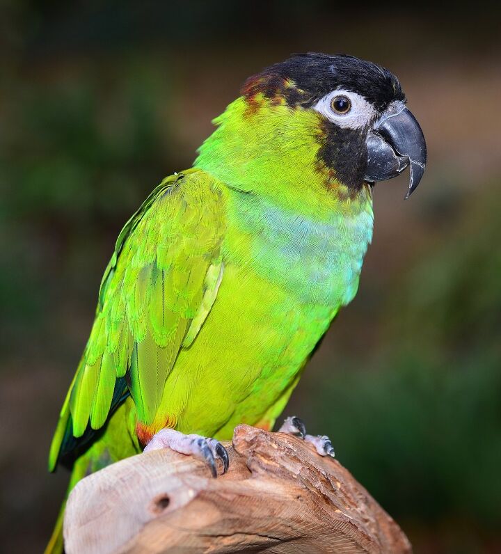 nanday conure