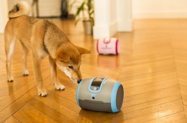 laka is a robot like companion for lonely pets