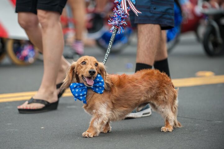 golden dox