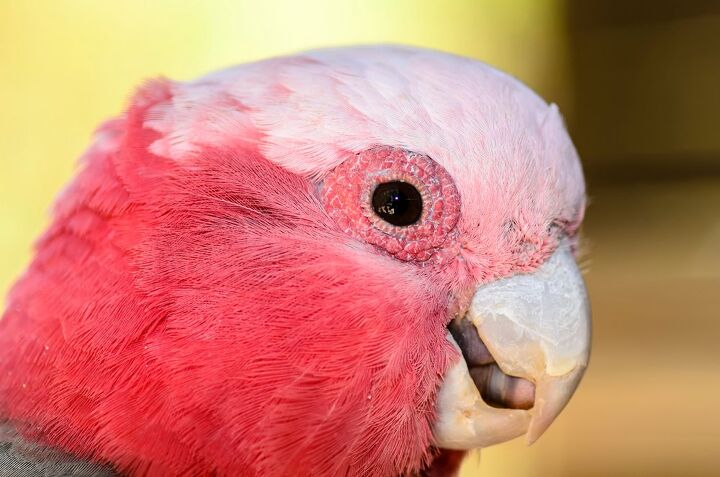 rose breasted cockatoo