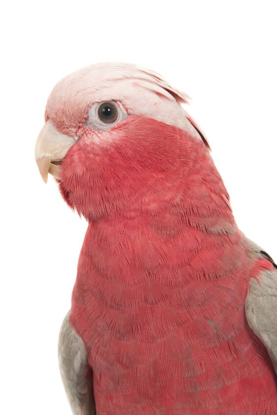 rose breasted cockatoo