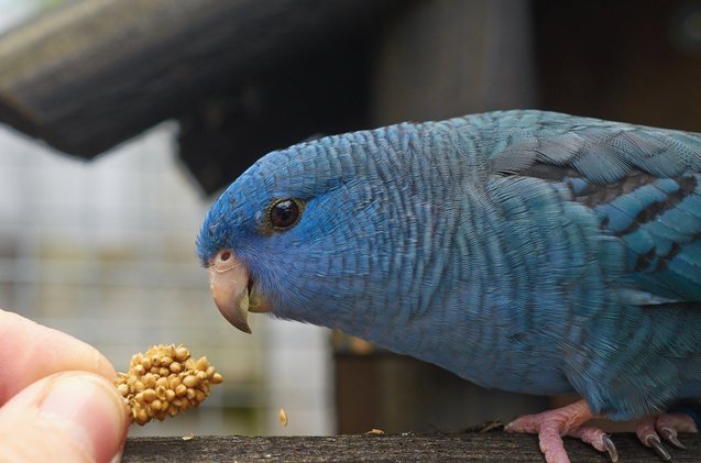 lineolated parakeet