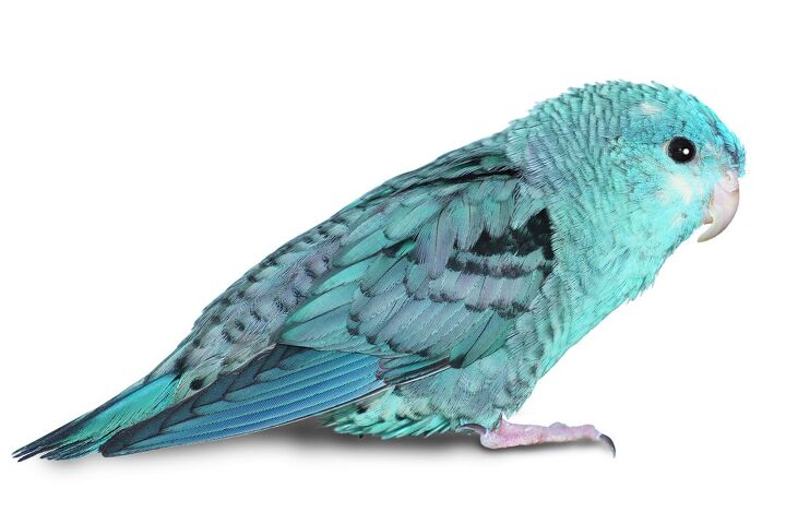 lineolated parakeet