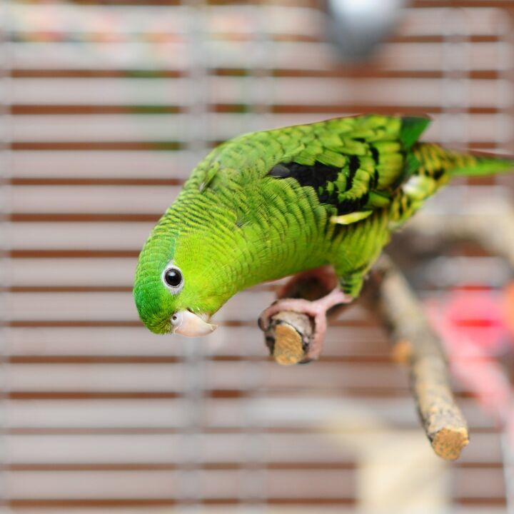 lineolated parakeet