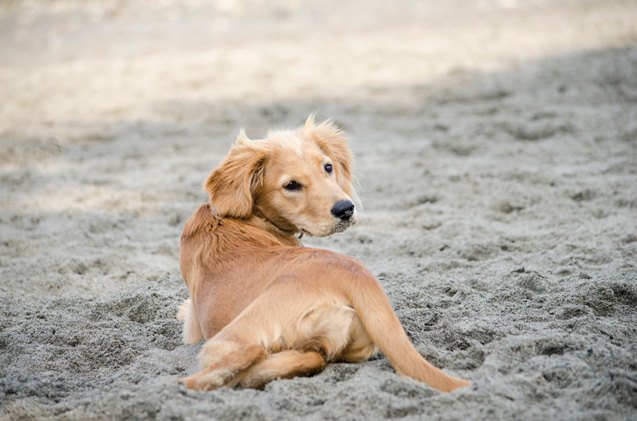 golden cavalier