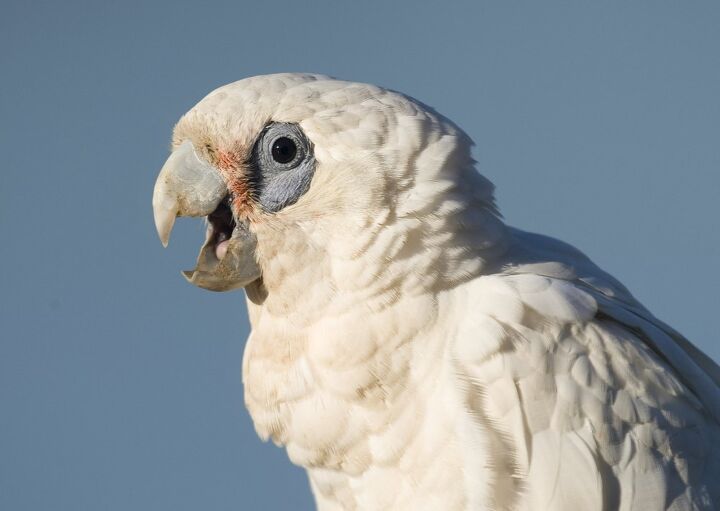 bare eyed cockatoo