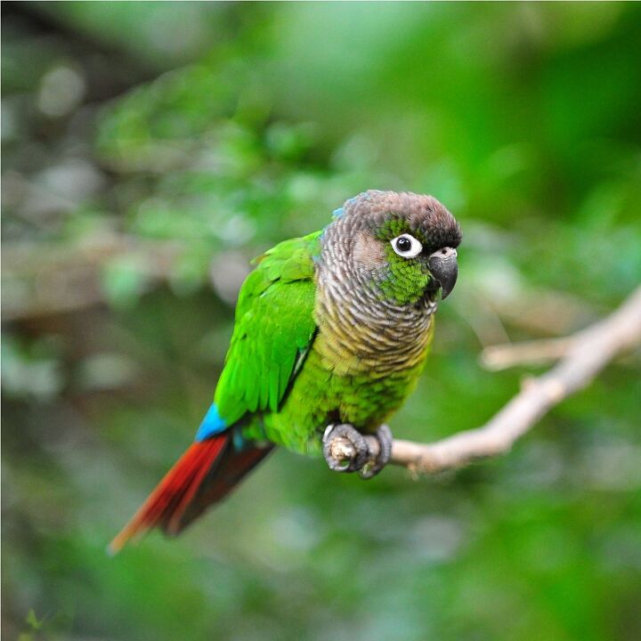 green cheeked conure