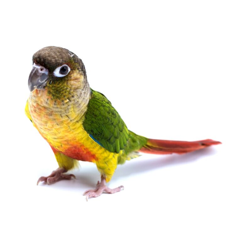 green cheeked conure