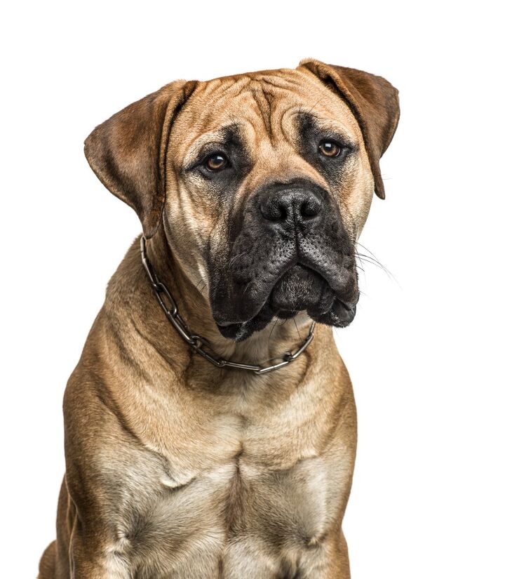 american mastiff