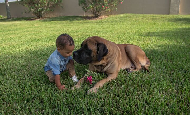 american mastiff