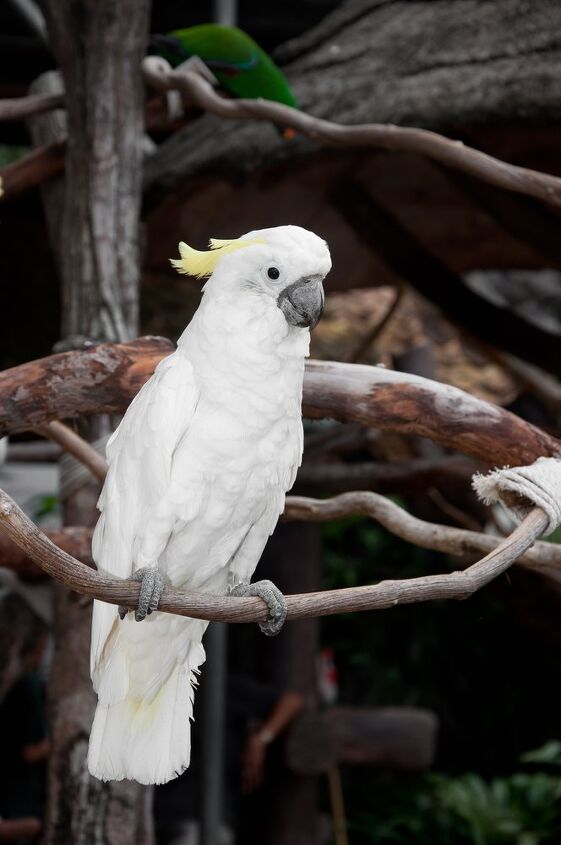 lesser sulphur crested cockatoo