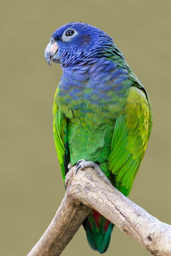 blue headed parrot