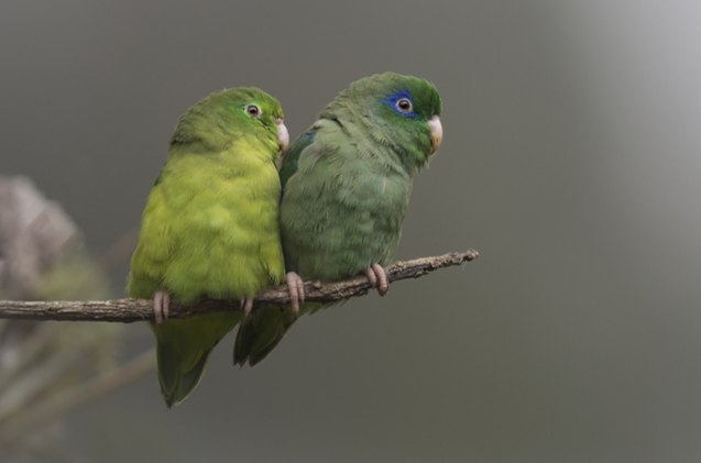 spectacled parrotlet