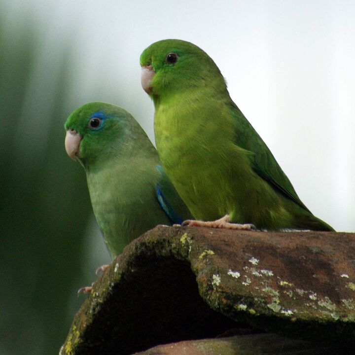 spectacled parrotlet