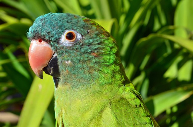 blue crowned conure