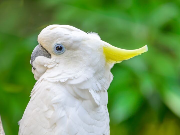 greater sulphur crested cockatoo